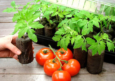krazki-torfowe-jiffy-pomidory.jpg