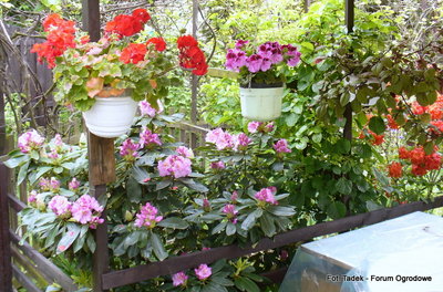 Na zdjęciu:<br />Kwitnący, na fioletowo rododendron, po prawej stronie zdjecia widać kwitnącą na pomarańczowo azalię, oraz powieszone w doniczkach na słupkach od zadaszenia, dwie pelargonie, i jeden krzaczek komarzycy.